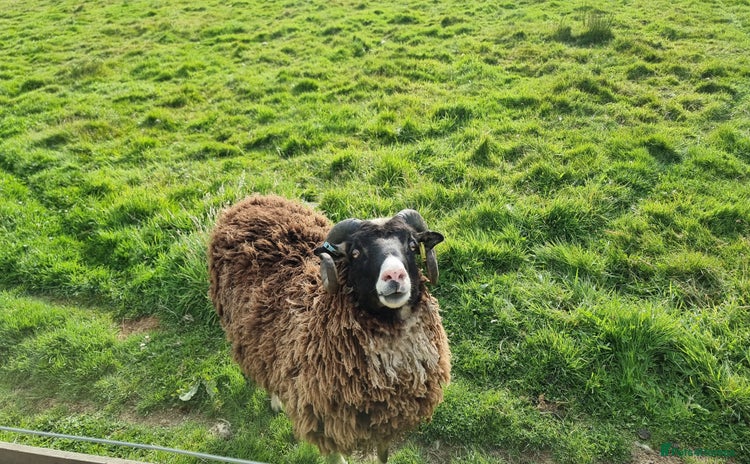 Sheep livestock - Advert 4