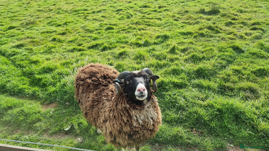 Sheep livestock for sale: Shetland Ram and Soay Ewe - Image 1