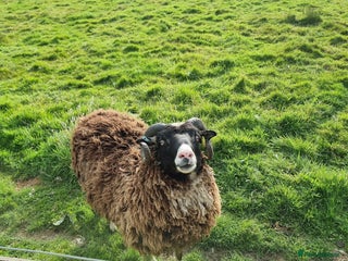 Sheep livestock Shetland Ram and Soay Ewe - Advert 1