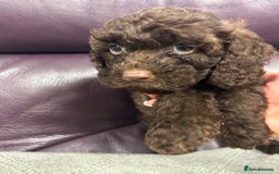 Cockapoo dogs for sale:  Cockapoo puppies  - Image 11