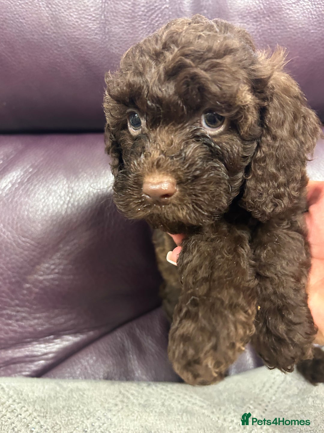 Cockapoo dogs for sale:  Cockapoo puppies  - Image 11