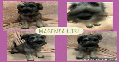 Miniature Schnauzer dogs REDUCED- only 2 boys&1girl- Mini Schnauzer Puppies - Advert 6