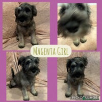 Miniature Schnauzer dogs REDUCED- only 2 boys&1girl- Mini Schnauzer Puppies - Advert 6