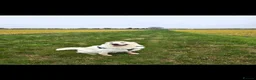 Golden Retriever dogs for sale: Seeking forever home - Advert 14