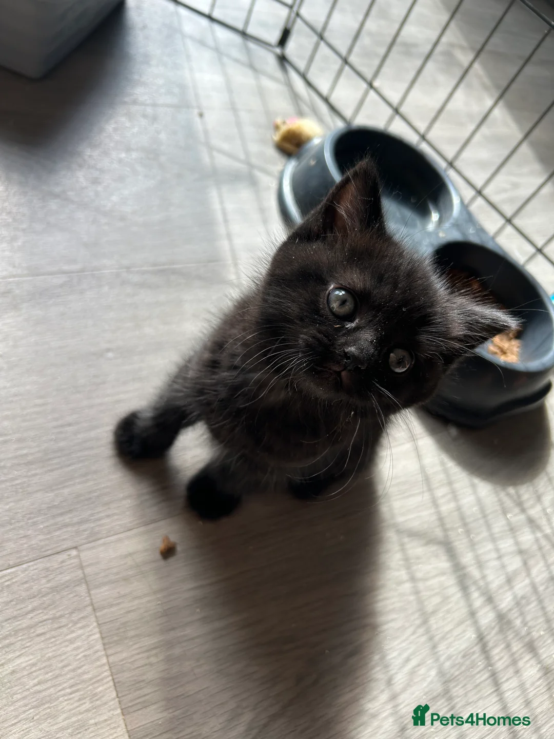 Mixed Breed cats for sale: Half lilac BSH kittens  - Advert 9