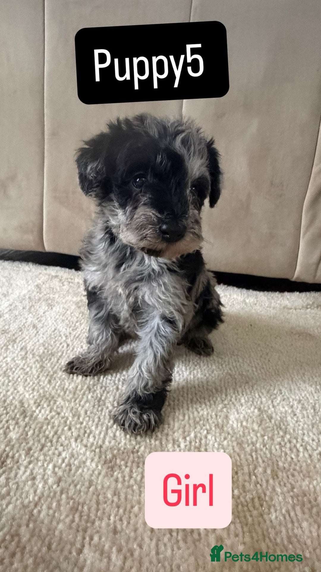 Mixed Breed dogs for sale: Schnoodle puppies for sale  - Advert 12