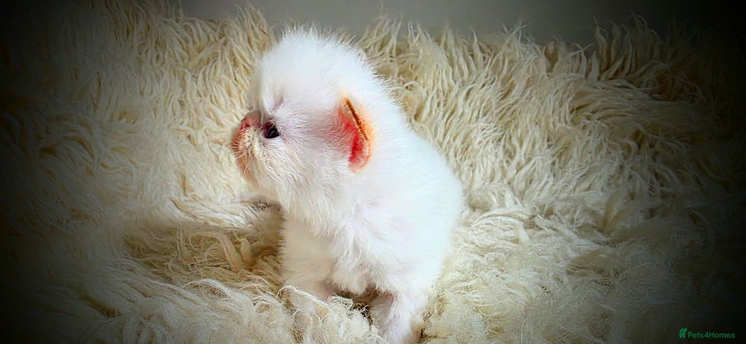 Persian cats for sale: Beautiful and Rare Purebred Persian Kittens - Image 22