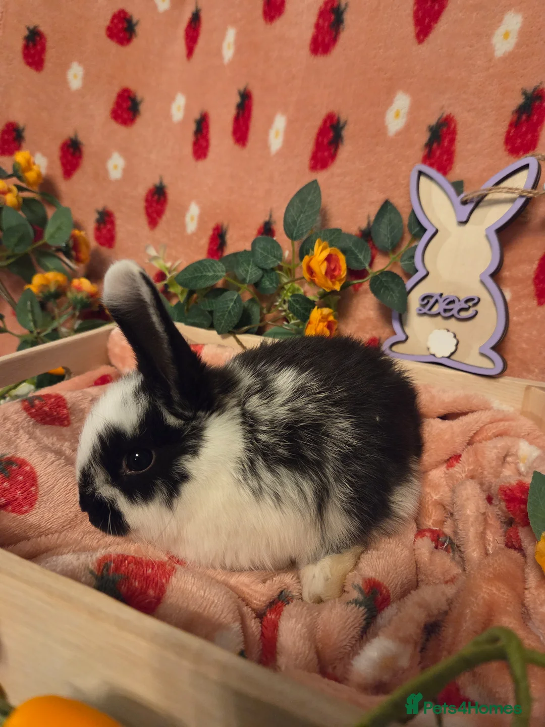 Mini Lop rabbits for sale: Last butterfly mini lop Doe - Advert 2