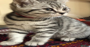 British Shorthair cats - Advert 4