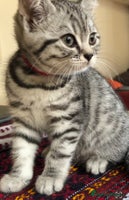 British Shorthair cats - Advert 2
