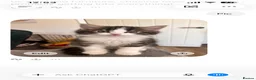 Norwegian Forest Cat cats for sale: Norwegian forest cats  - Advert 3