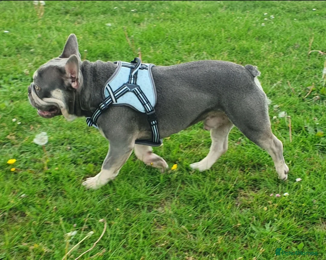 French Bulldog dogs for stud: Kye - Lilac and Tan Frenchie in St Albans - Advert 4