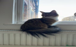 Bengal cats for sale: 2 year old for adoption  - Image 1