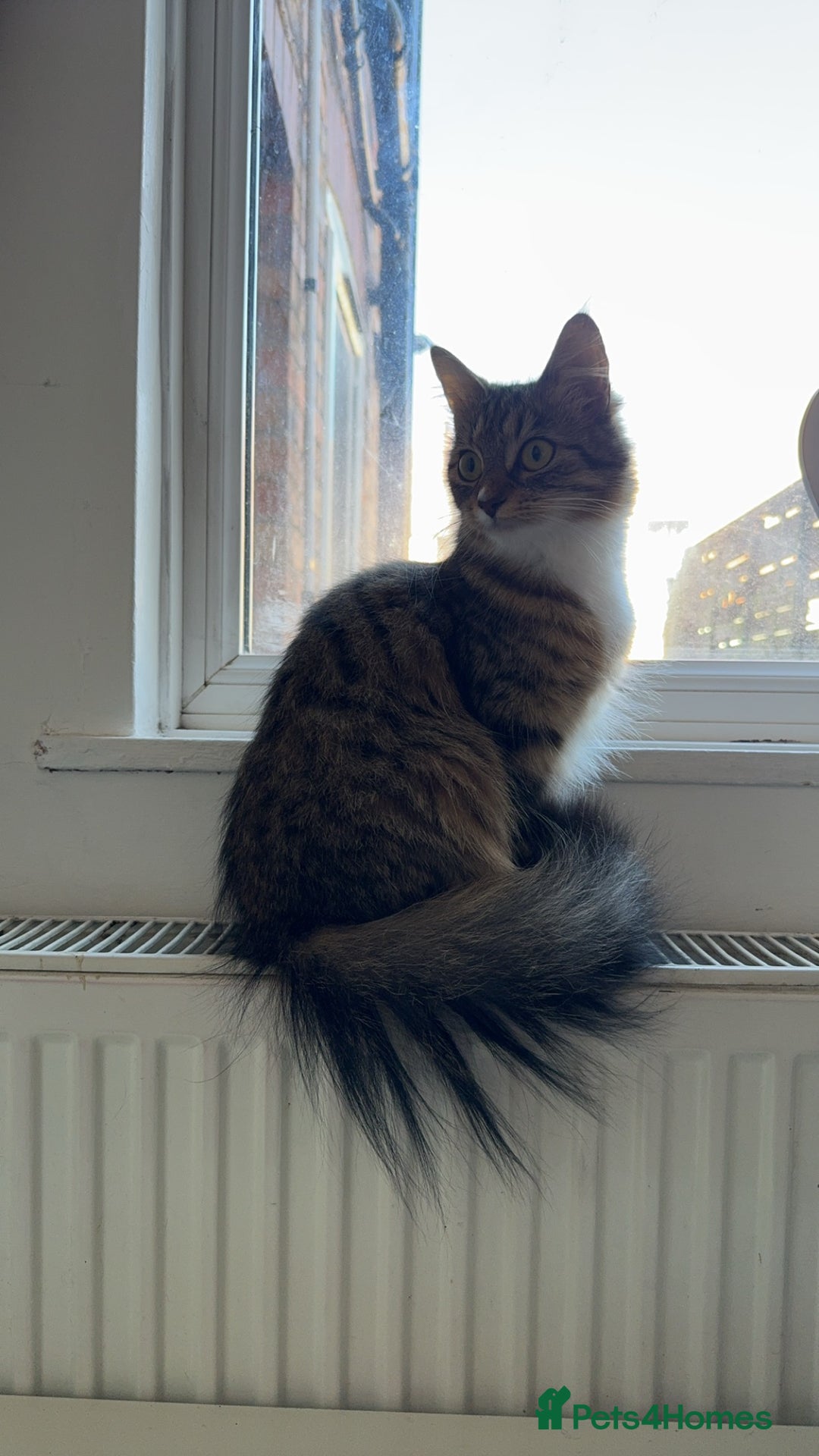 Bengal cats for sale: 2 year old for adoption  - Image 1