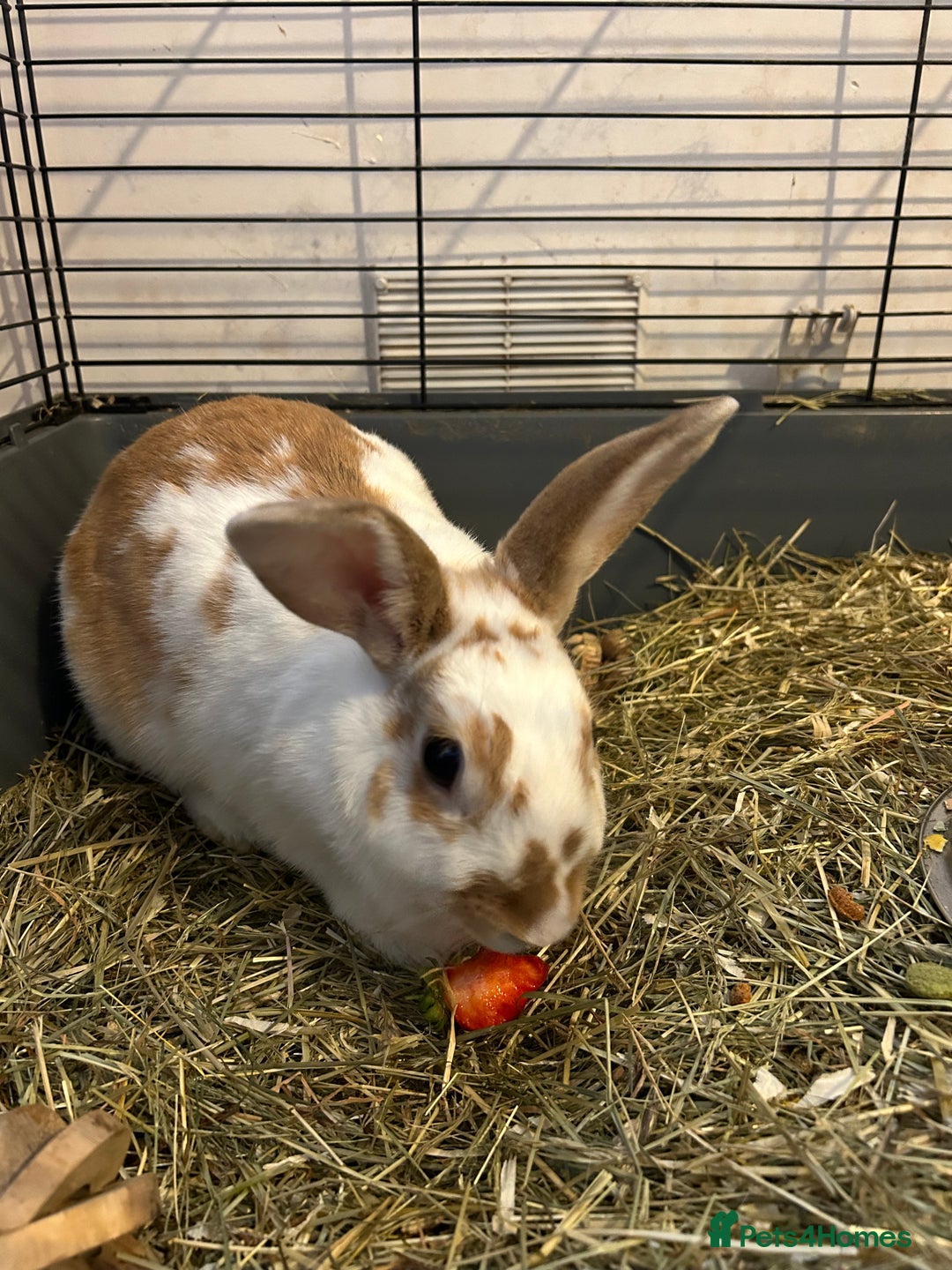 Dutch rabbits for sale: Two Female Rabbits  - Image 3