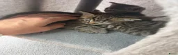 Mixed Breed cats for sale: 3 Beautiful kittens ready for their forever homes - Advert 6