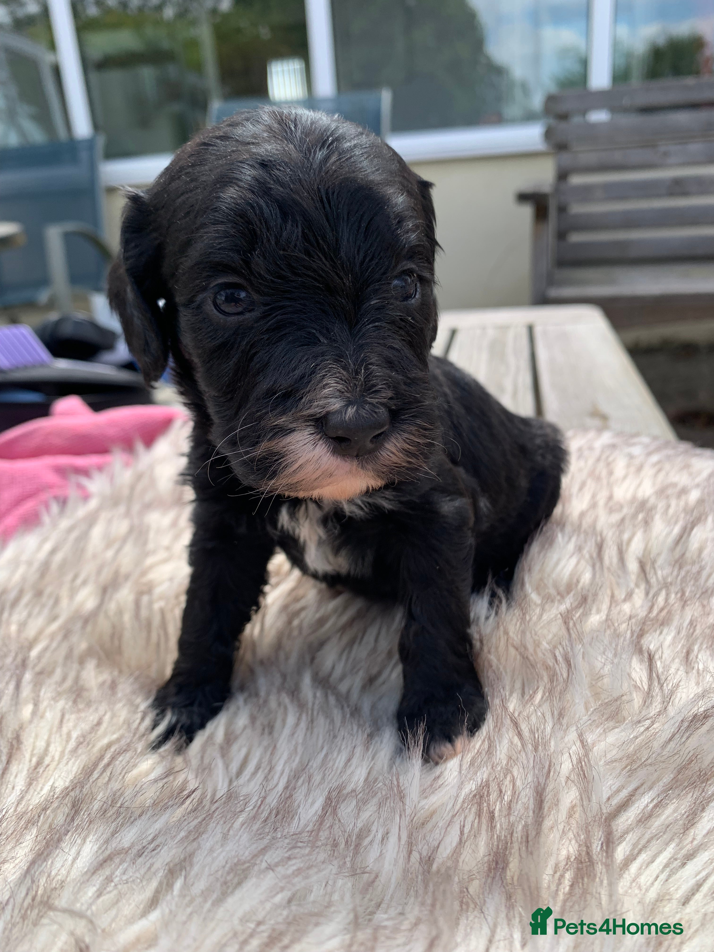 Cockapoo dogs STUNNING F1 COCKAPOO PUPS 3GIRLS 5BOYS   - Advert 2