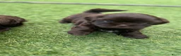 Shih Tzu dogs for sale: Stunning Solid Chocolate Kc Imperial Pups - Advert 4