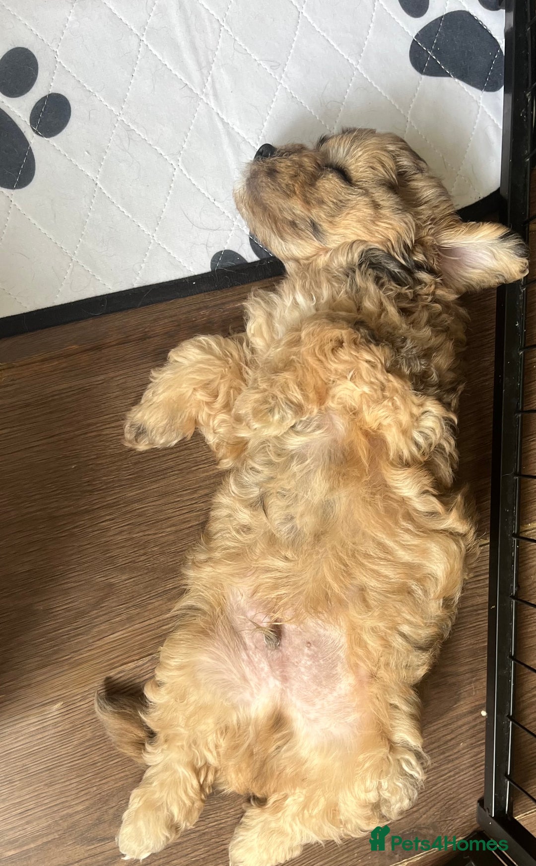 Mixed Breed dogs for sale: Beautiful Peekapoo’s very rare breed - Image 5