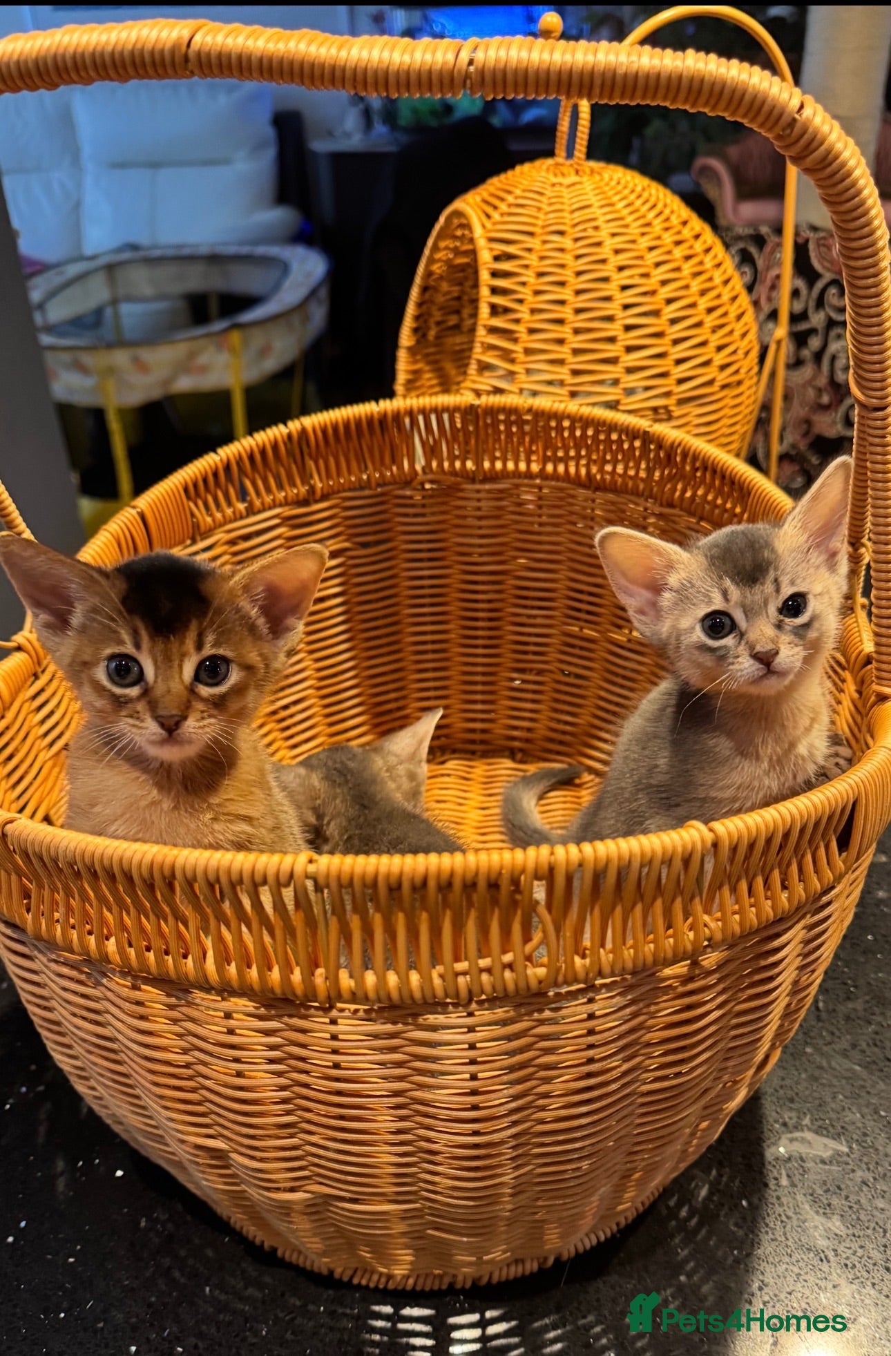 Abyssinian cats Three Abyssinian sisters looking for a new home - Advert 2