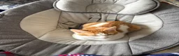 Domestic Shorthair cats for sale: Ginger and white 1 year old cat - Timmy - Advert 2