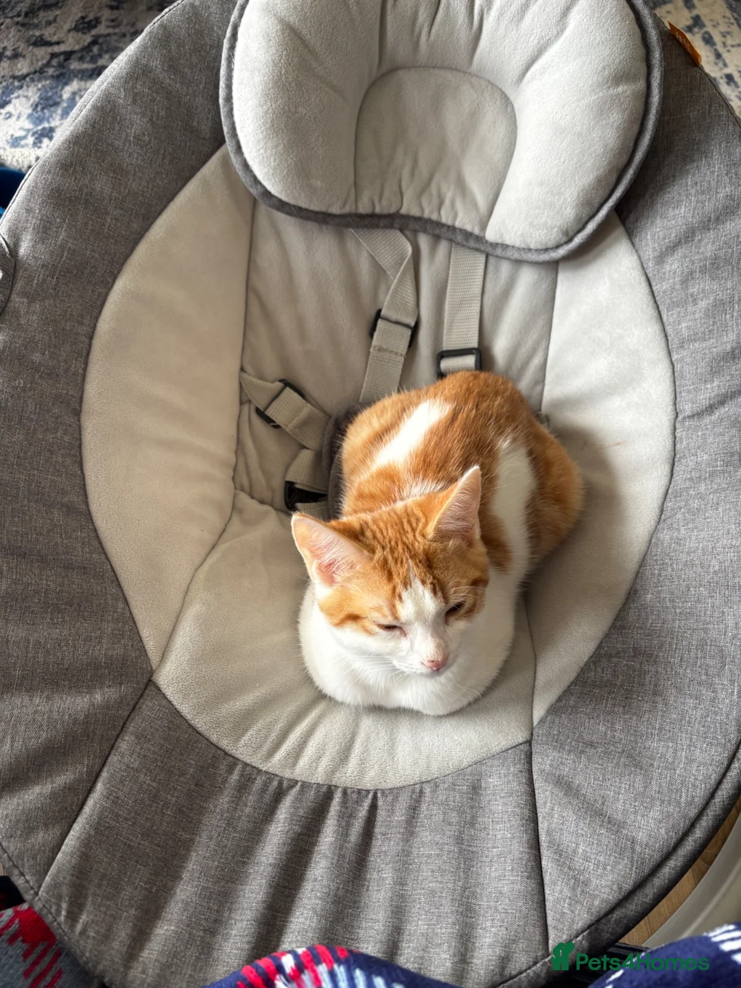 Domestic Shorthair cats for sale: Ginger and white 1 year old cat - Timmy - Advert 2