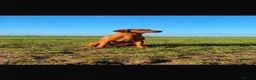 Labrador Retriever dogs for sale: Both parents 0/0 hips and elbow stunning red labs  - Advert 4