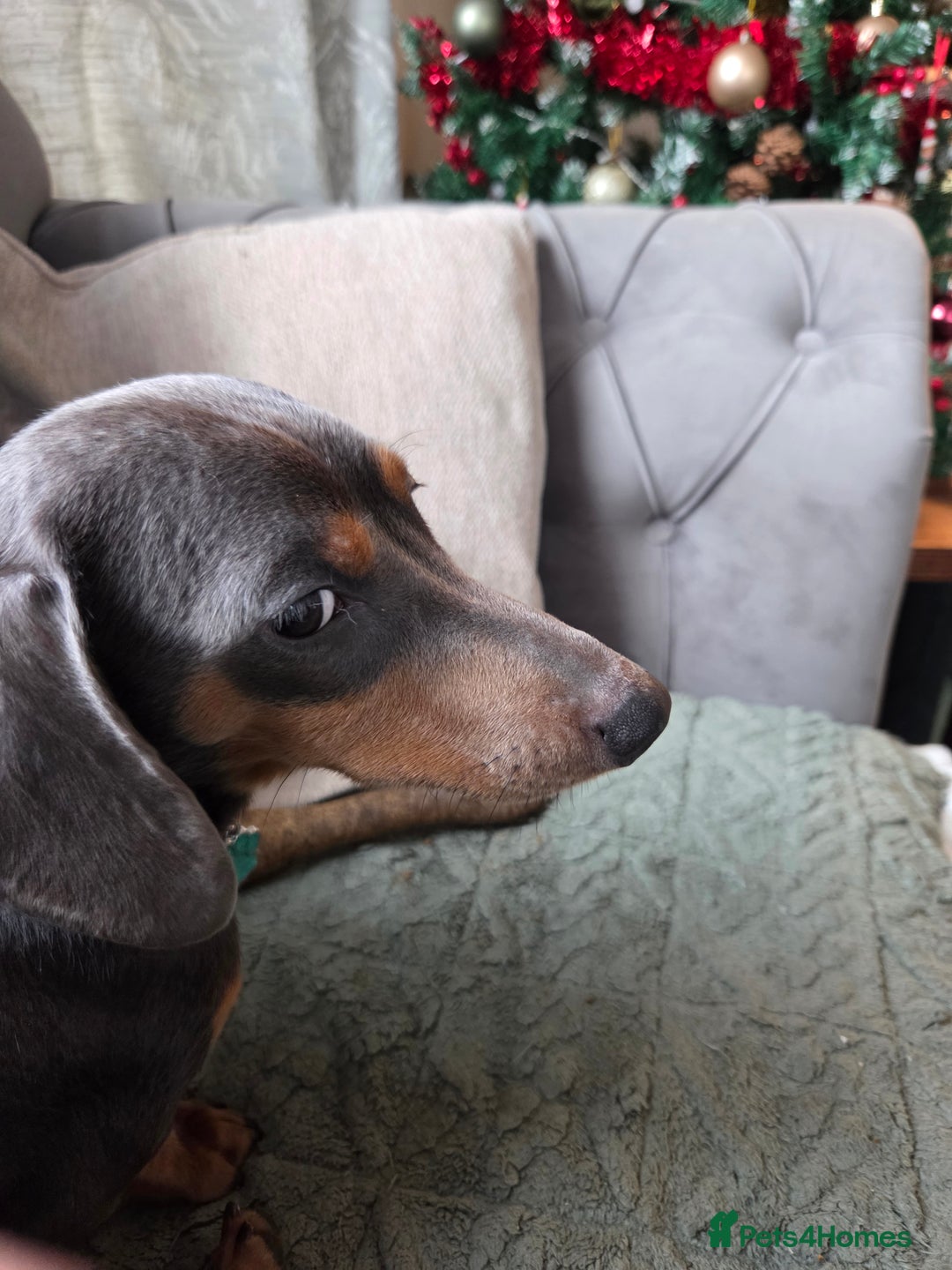 Dachshund dogs for sale: 1 year old Dachshund looking for new home  - Advert 3