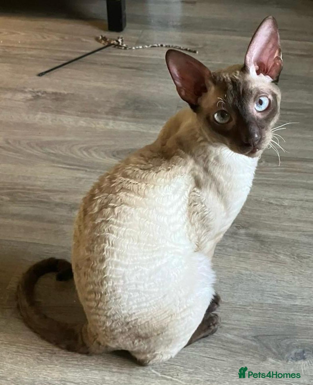 Cornish Rex cats for sale: Cornish Rex Chocolate Point Male 9 months £500 - Advert 2