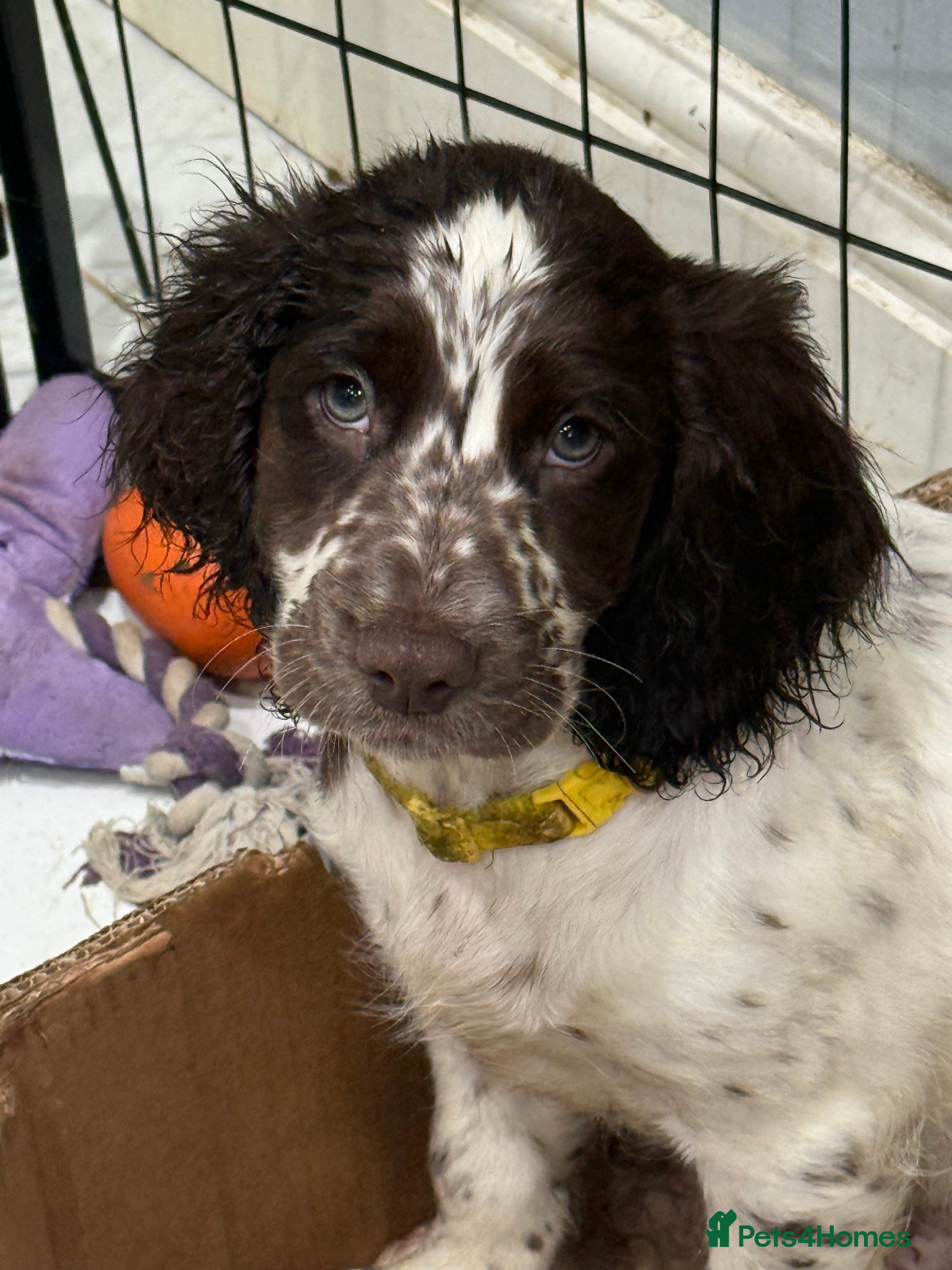 Mixed Breed dogs Cockapoo puppies  - Advert 15