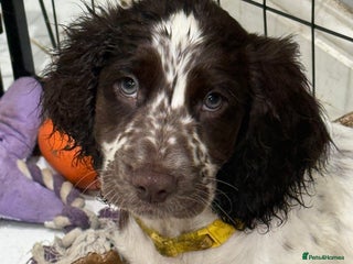 Mixed Breed dogs Cockapoo puppies - Advert 15