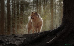 Eurasier dogs for sale: Beautiful KC Eurasier pups due september - Image 1