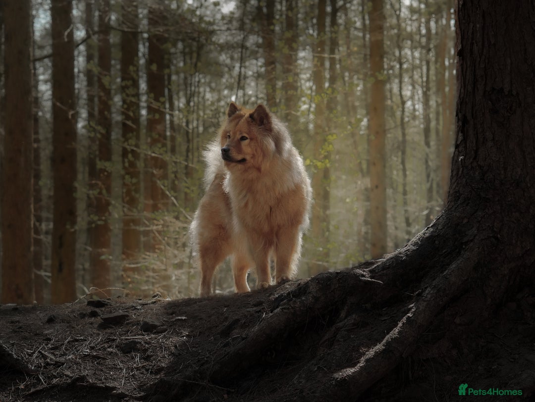 Eurasier dogs for sale: Beautiful KC Eurasier pups due september - Image 1
