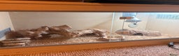 Gecko reptiles for sale: Leopard gecko  - Advert 1