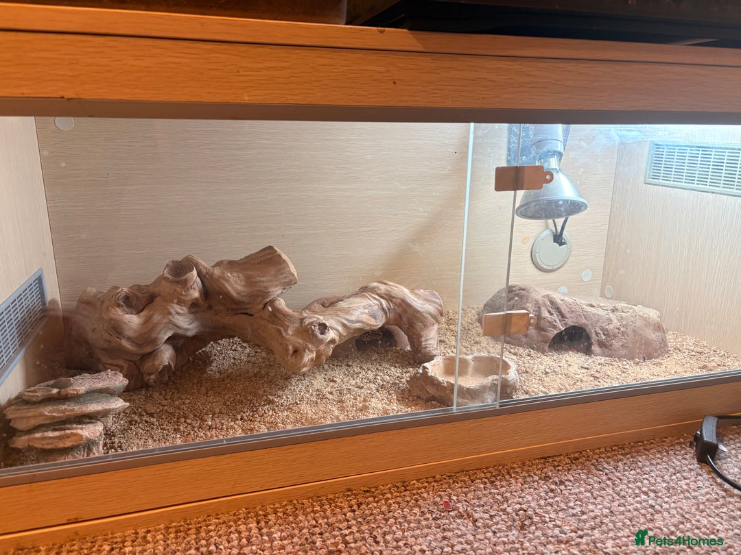 Gecko reptiles for sale: Leopard gecko  - Advert 1