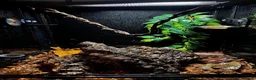 Gecko reptiles for sale: Harley Quinn created gecko (rango) in Nuneaton - Advert 3