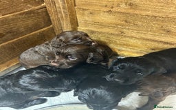 Cocker Spaniel dogs for sale: Beautiful litter  - Image 3