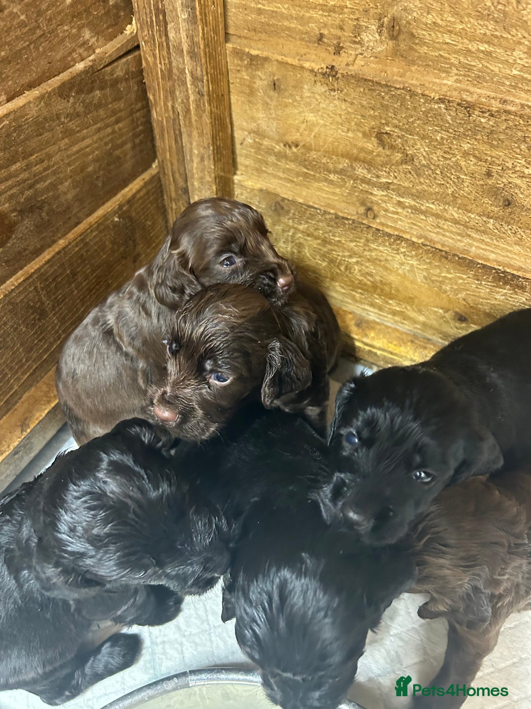 Cocker Spaniel dogs for sale: Beautiful litter  - Image 3