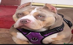 American Bully dogs for sale: Beautiful litter of pocket bullies  - Image 6