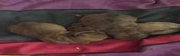 Mixed Breed dogs for sale: Shweenies   in Sheffield - Advert 2