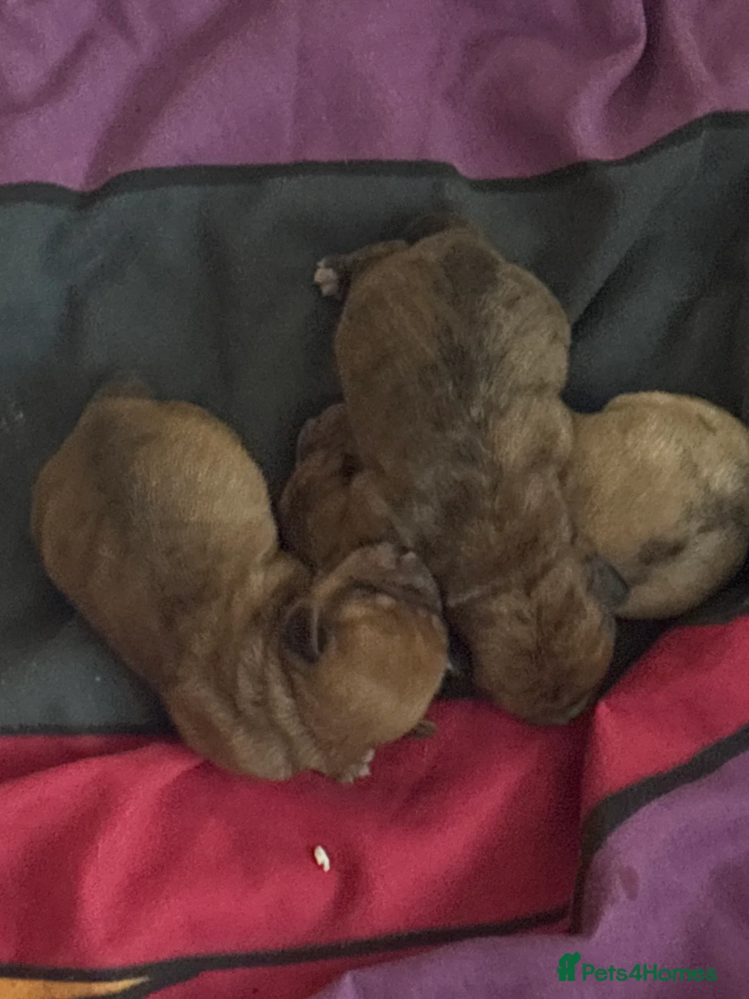 Mixed Breed dogs for sale: Shweenies   in Sheffield - Advert 2
