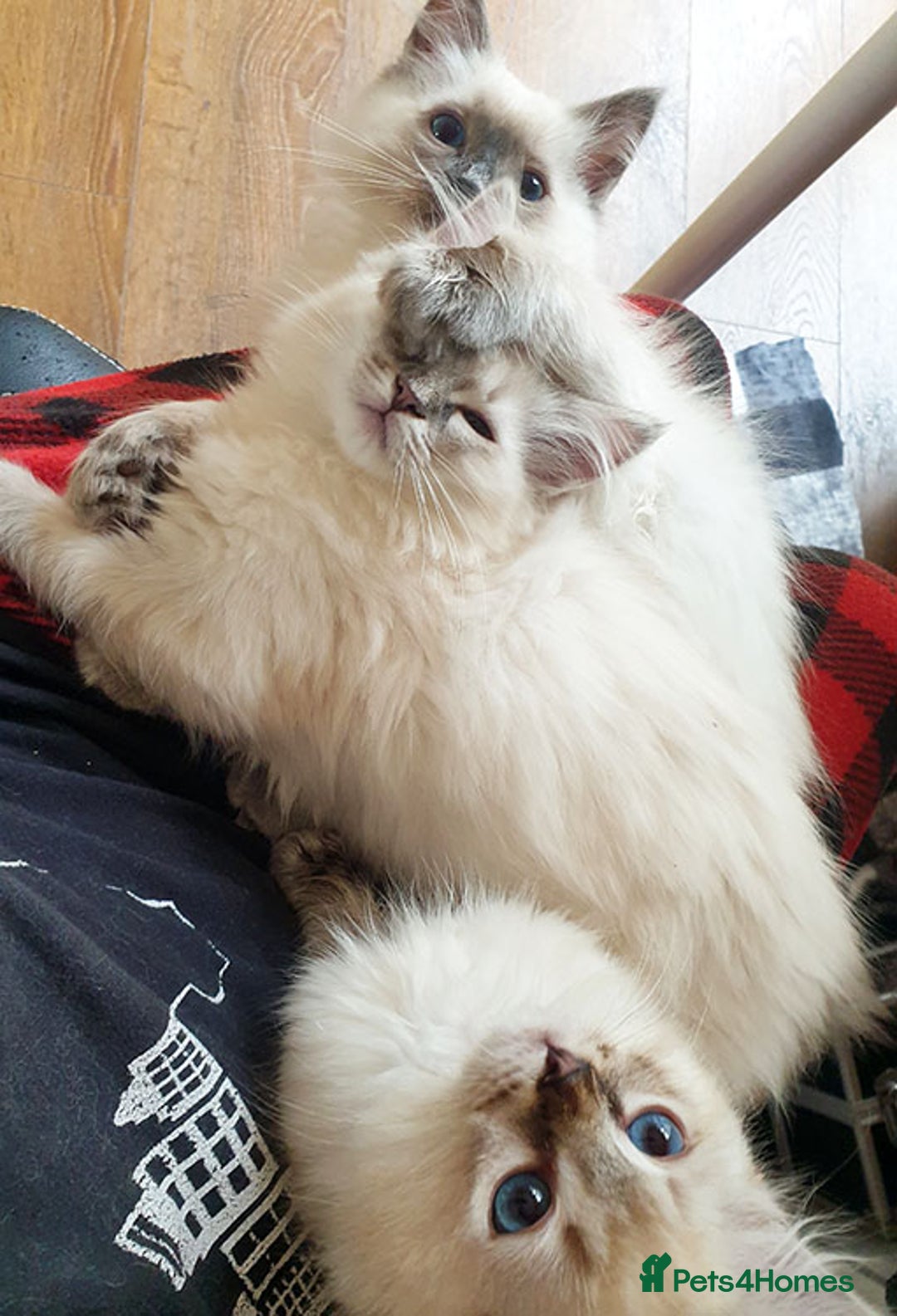 Ragdoll cats for sale: Stunning Adult Ragdoll and Kittens available!  - Image 2