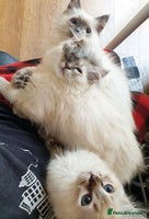 Ragdoll cats - Advert 3