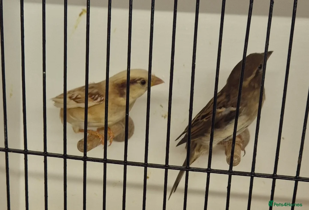 Parakeets birds for sale: FINCHES to parrots - Advert 10