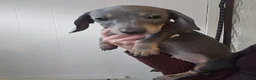 Miniature Dachshund dogs for sale: Miniature dachshund  in Bolton - Advert 10