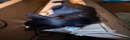 British Shorthair cats for sale: Kitten looking for a loving home  - Advert 4
