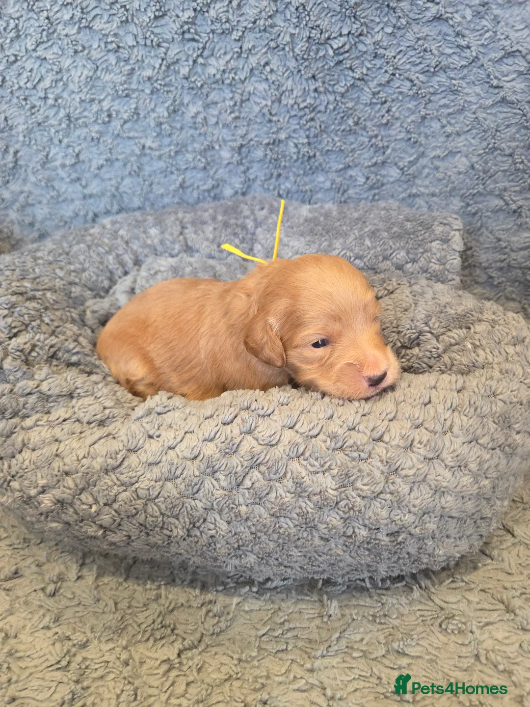 Cockapoo dogs for sale: F1 Cockapoo Puppies - Advert 2