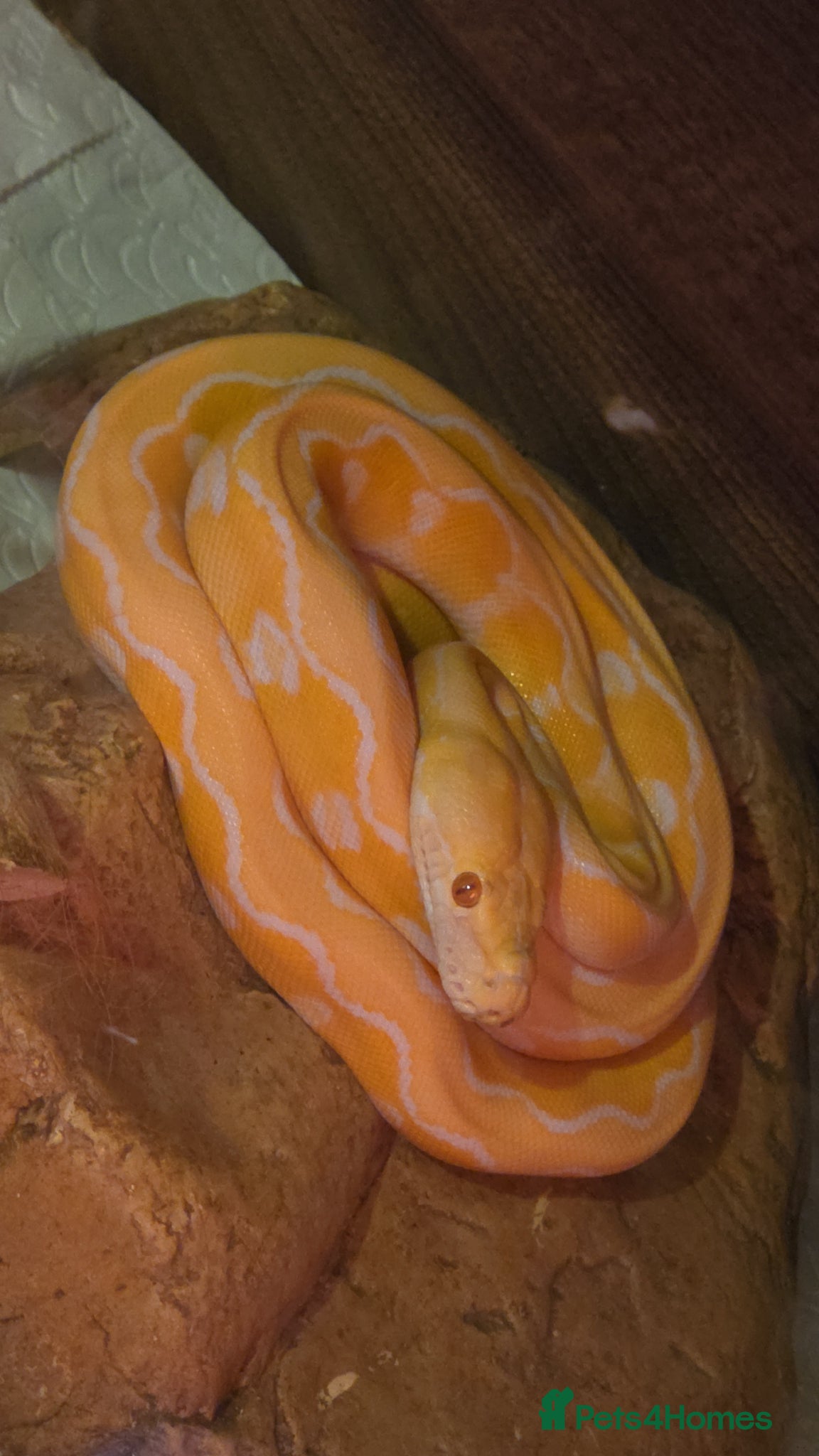 Snake reptiles for sale: Multiple reptile selling cheap - Advert 1