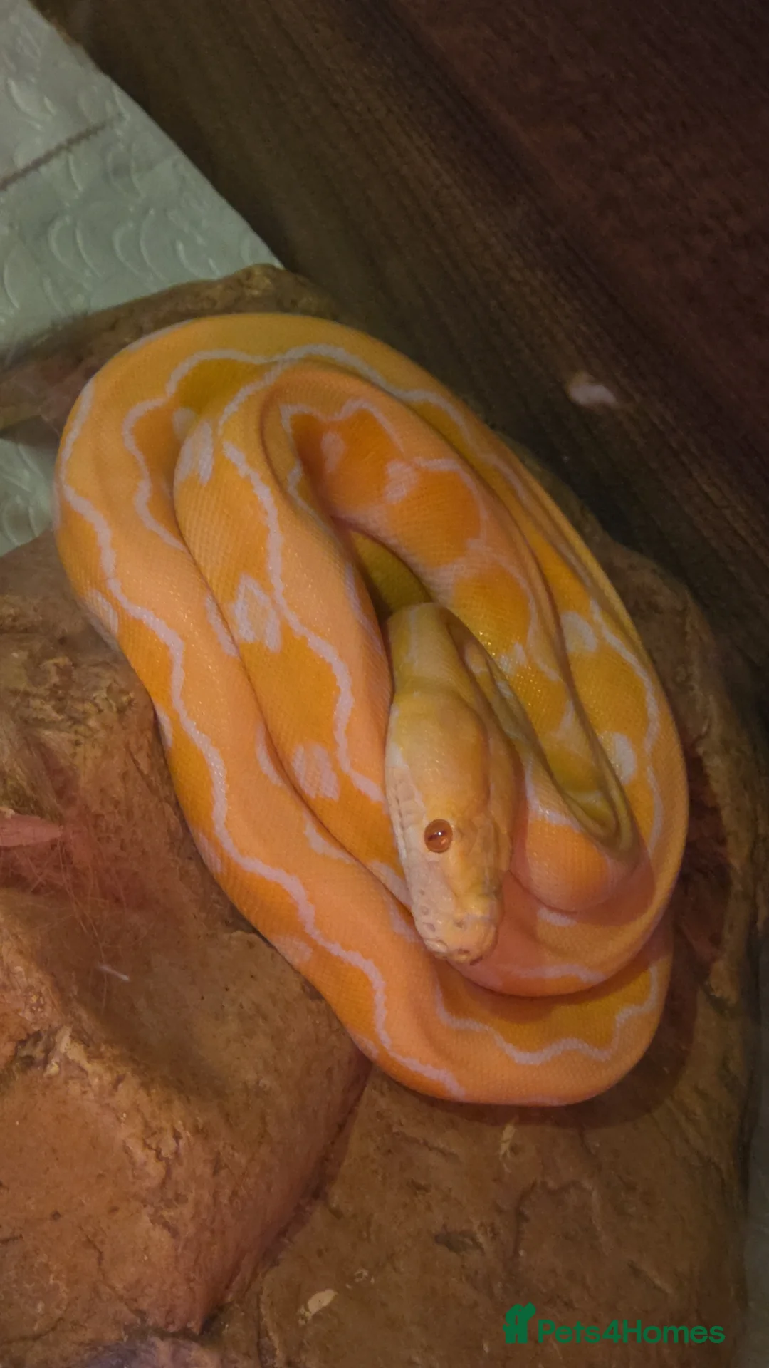 Snake reptiles for sale: Multiple reptile selling cheap - Advert 1