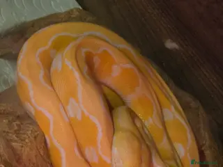 Snake reptiles for sale: Multiple reptile selling cheap - Advert 1